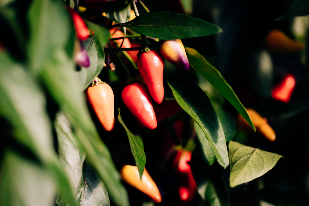 20230908_garten_idem-1