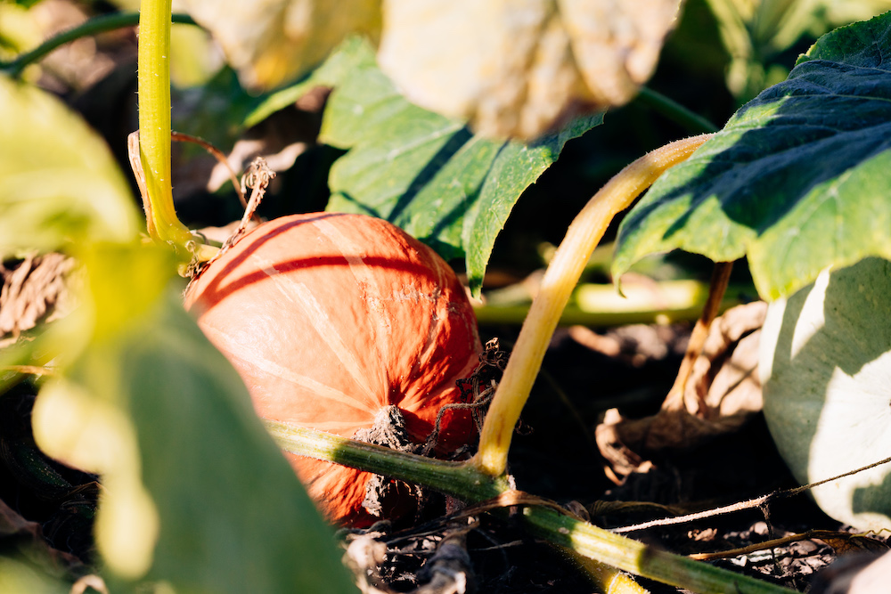 20230908_garten_idem-10