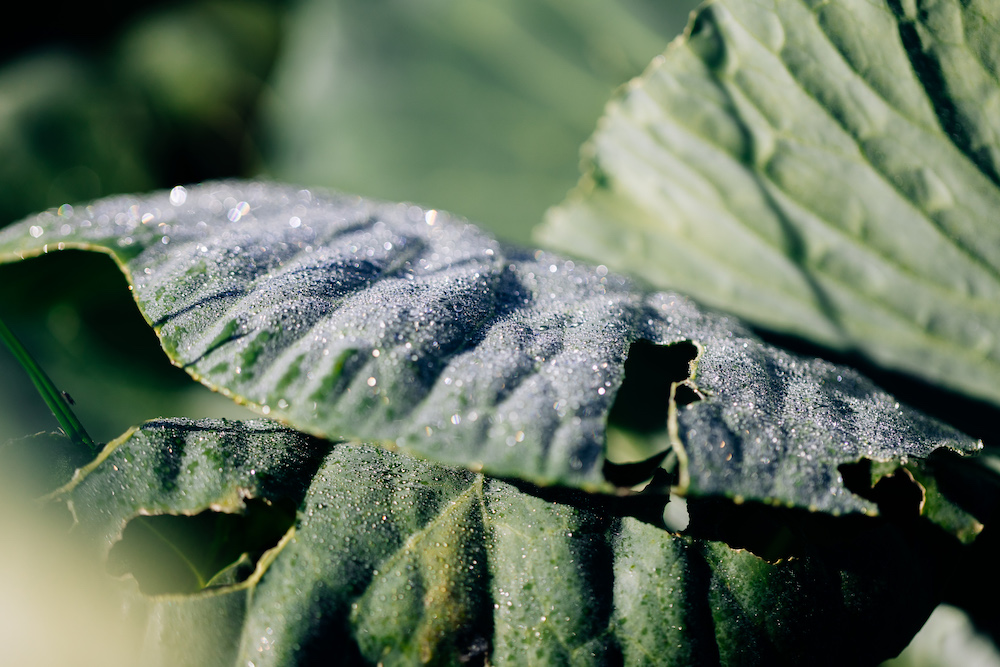 20230908_garten_idem-12