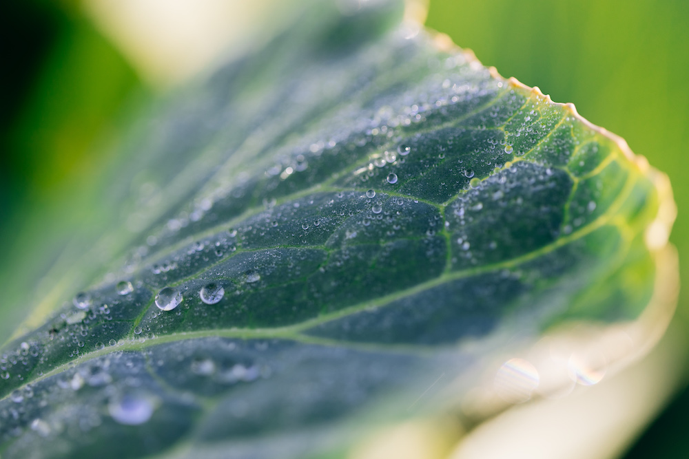 20230908_garten_idem-14