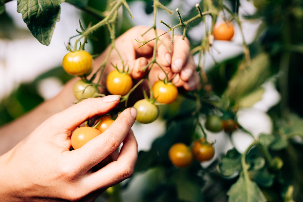 20230908_garten_idem-17
