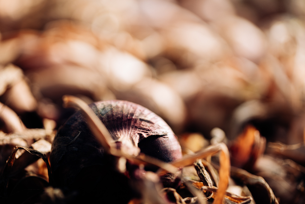 20230908_garten_idem-2
