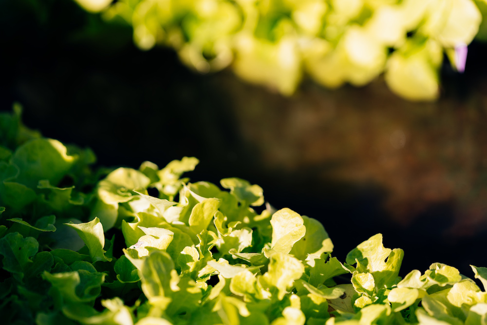20230908_garten_idem-44
