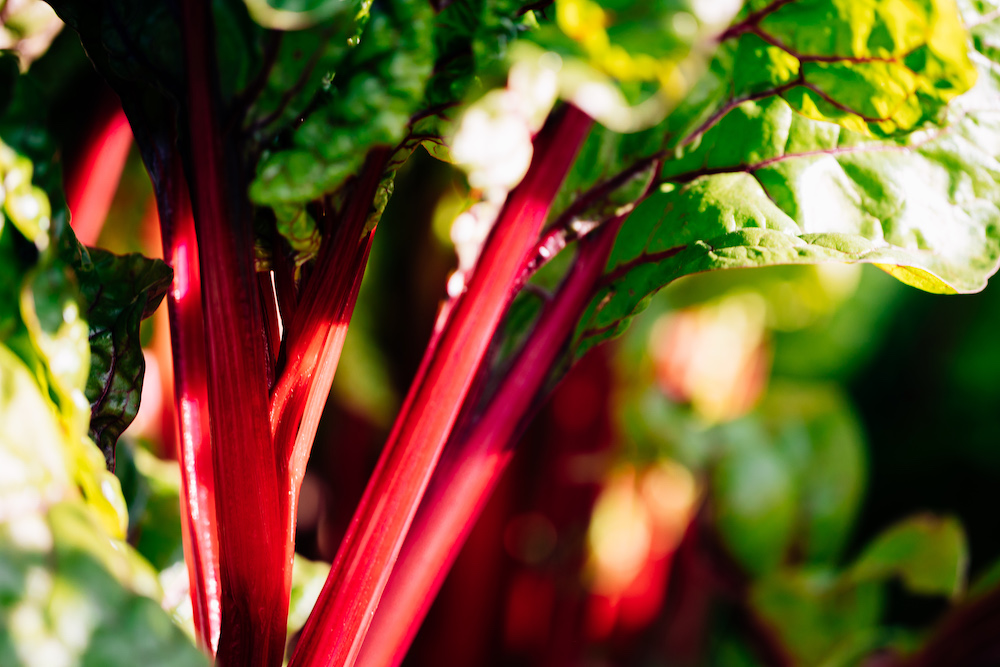20230908_garten_idem-5