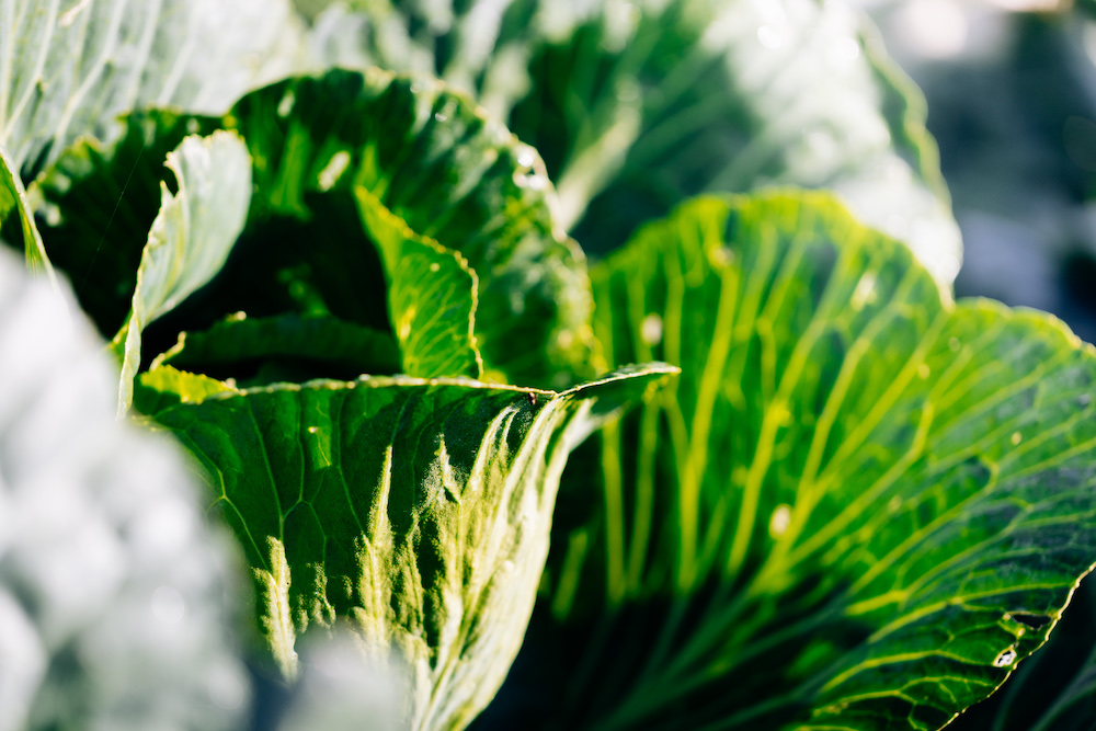 20230908_garten_idem-6