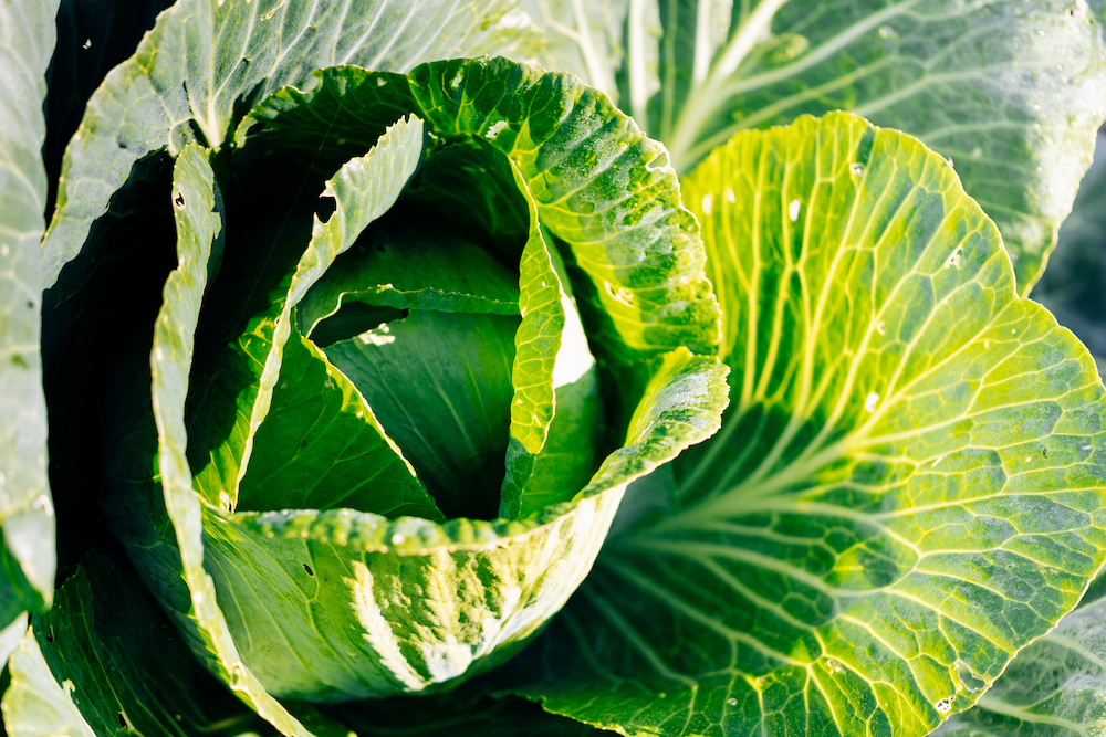 20230908_garten_idem-7
