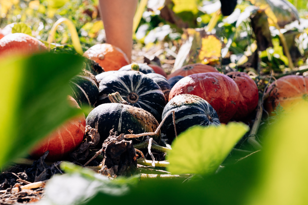 20230908_garten_idem-72