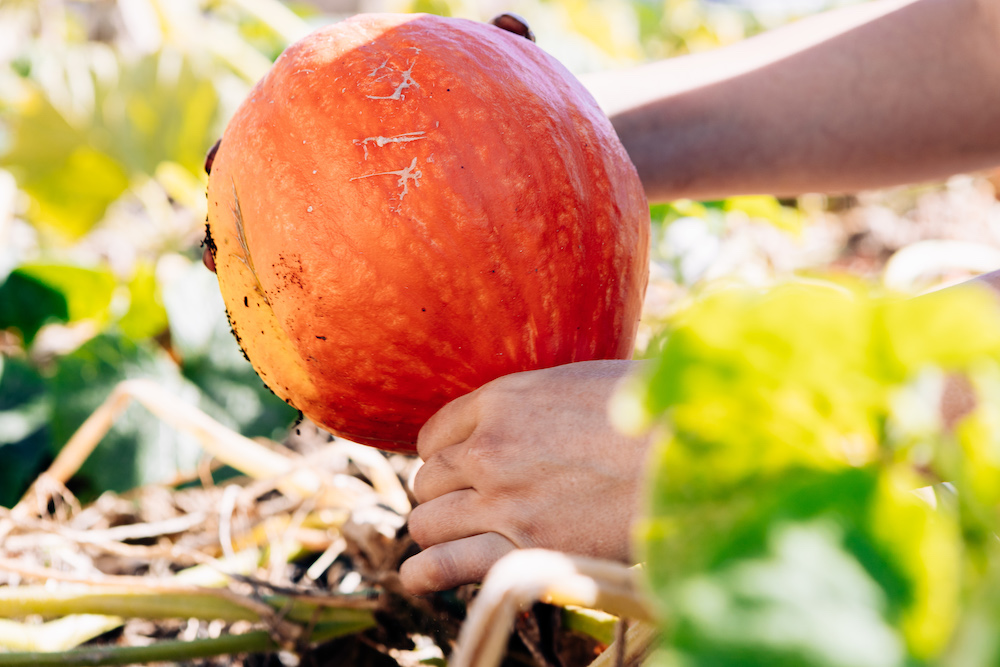 20230908_garten_idem-75