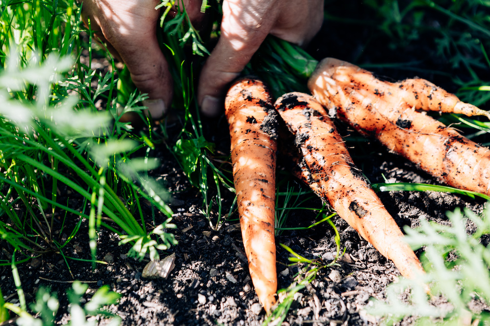 20230908_garten_idem-95