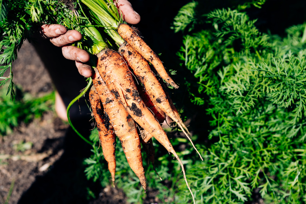 20230908_garten_idem-97