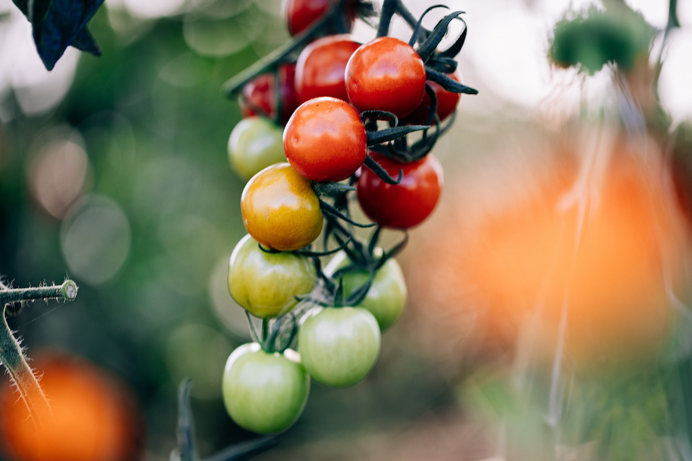 20230908_garten_idem-98